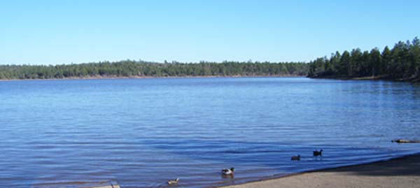 lakeducks